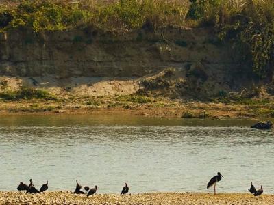 Bird watching in Rapti river