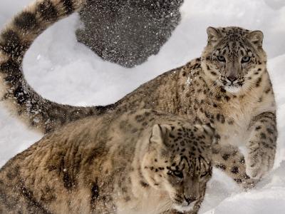 Snow leopard tracking trek